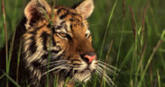 Golden Triangle with Wildlife